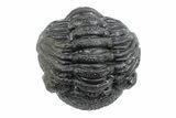 Wide, Bumpy Enrolled Morocops Trilobite - Morocco #383420-2